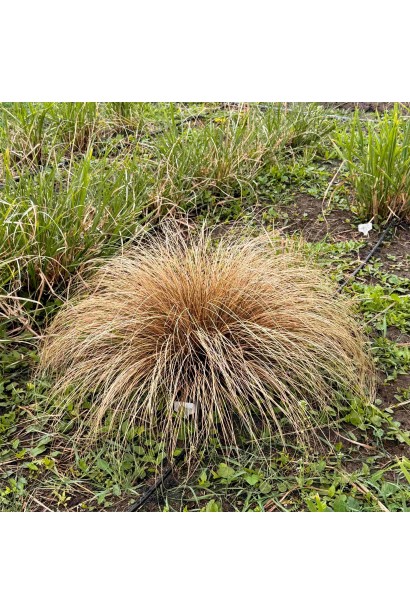 Осока петрі Мілк Чоколейт